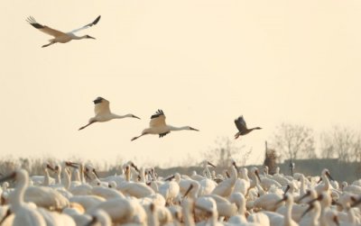 ​江西上饶：候鸟翩飞鄱阳湖#