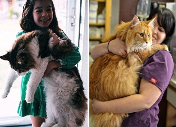 网友争相晒巨型猫：体格庞大，身长甚至超过1米！