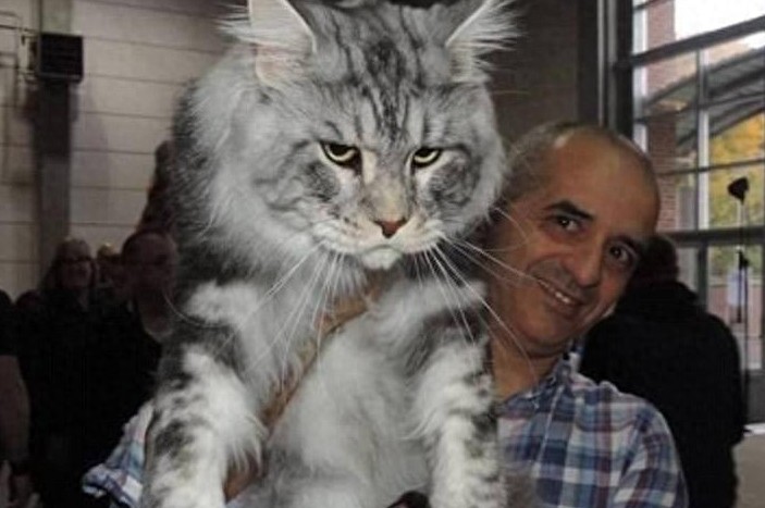 网友争相晒巨型猫：体格庞大，身长甚至超过1米！