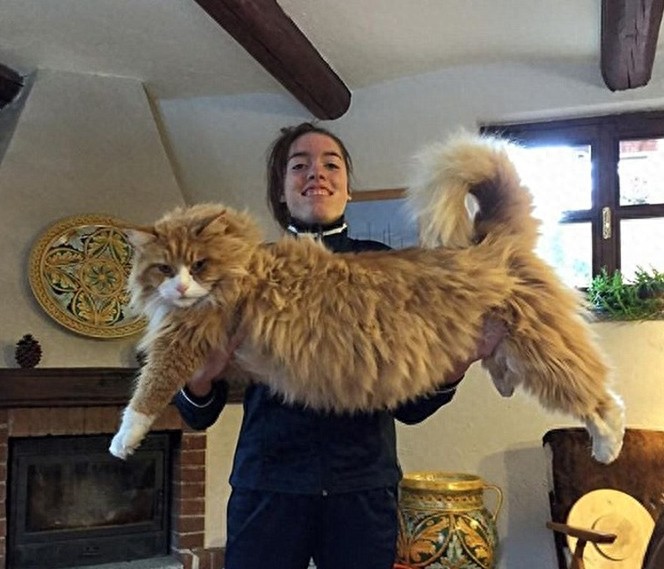 网友争相晒巨型猫：体格庞大，身长甚至超过1米！