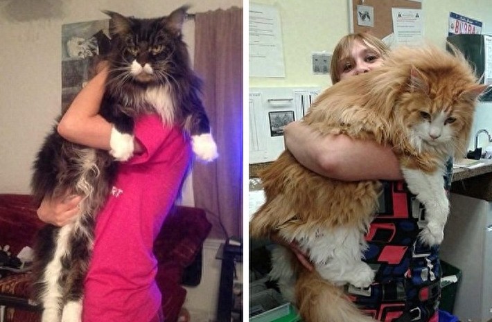 网友争相晒巨型猫：体格庞大，身长甚至超过1米！