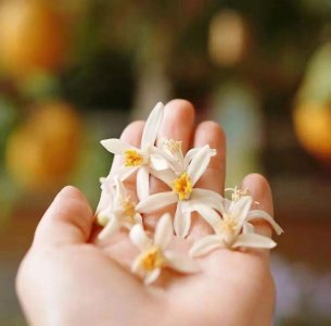 ​柠檬的花是怎么样的图片 柠檬的花是怎么样的形状