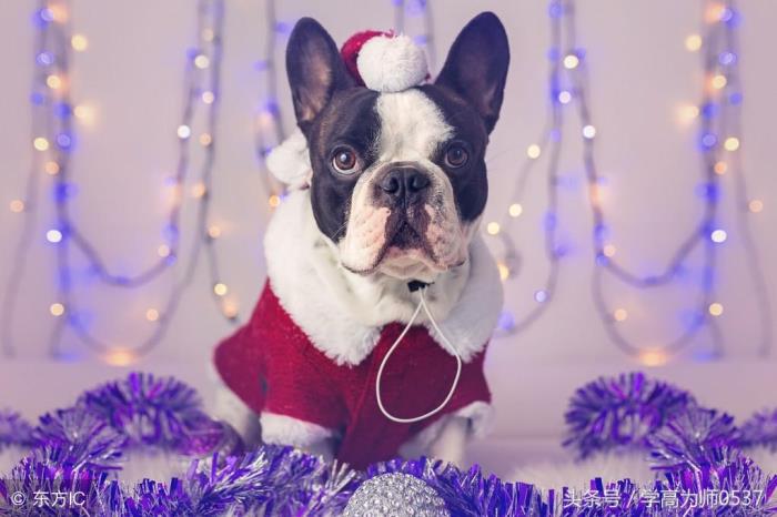 小动物的作文（小学写小动物的优秀作文4篇）