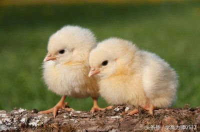 ​小动物的作文（小学写小动物的优秀作文4篇）