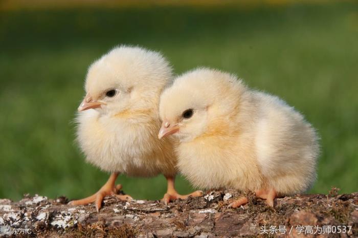 小动物的作文（小学写小动物的优秀作文4篇）