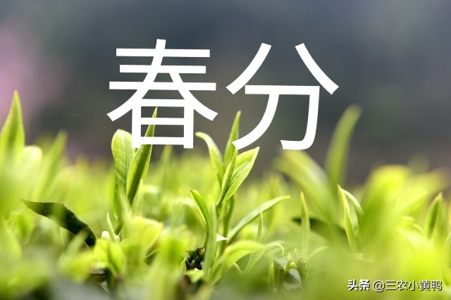 二十四节气春分的含义是什么（2022年春分节气的特点）
