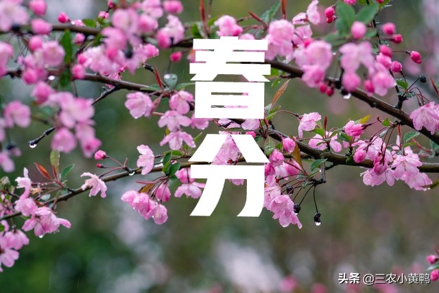 二十四节气春分的含义是什么（2022年春分节气的特点）