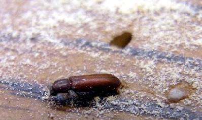 家里有小黑虫怎么清除,家里有硬壳小黑虫怎么清除掉图4