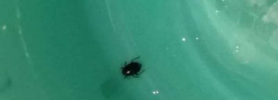 ​家里有小黑虫怎么清除,家里有硬壳小黑虫怎么清除掉