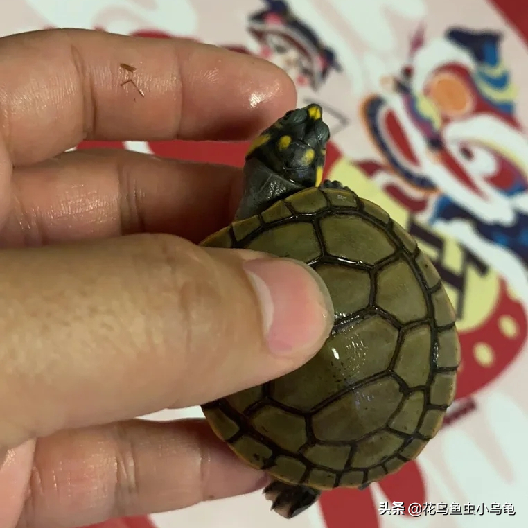 乌龟种类图片大全（18种常见的乌龟特点讲解）