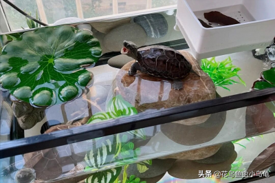 ​乌龟种类图片大全（18种常见的乌龟特点讲解）