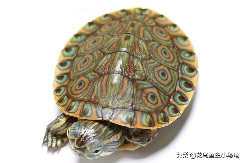 乌龟种类图片大全（18种常见的乌龟特点讲解）