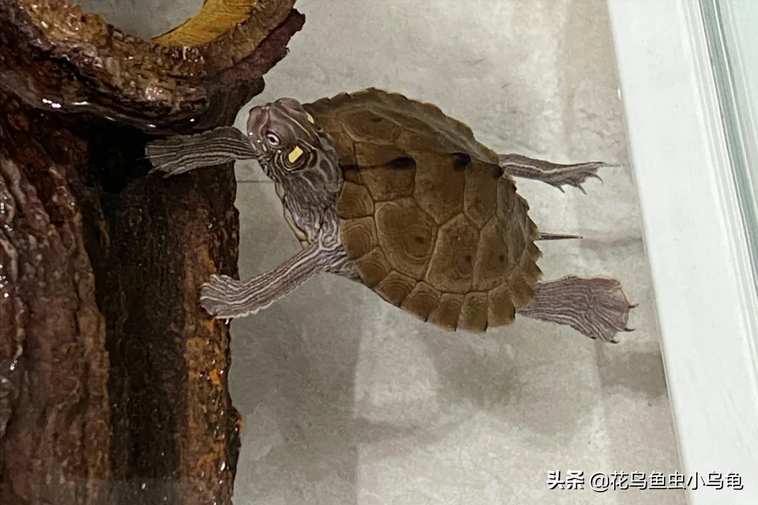 乌龟种类图片大全（18种常见的乌龟特点讲解）