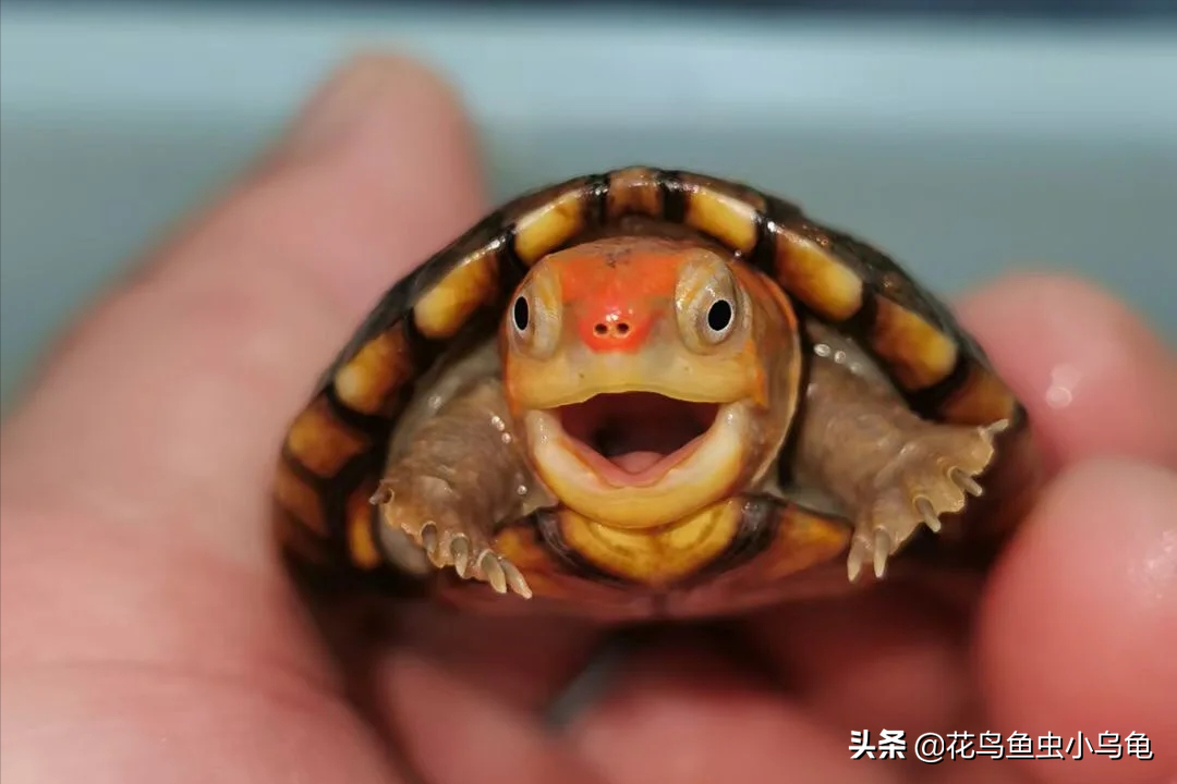 乌龟种类图片大全（18种常见的乌龟特点讲解）