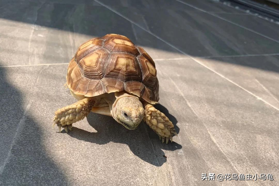 乌龟种类图片大全（18种常见的乌龟特点讲解）