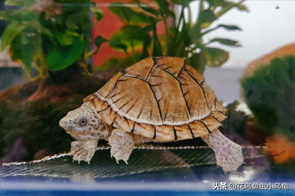 乌龟种类图片大全（18种常见的乌龟特点讲解）