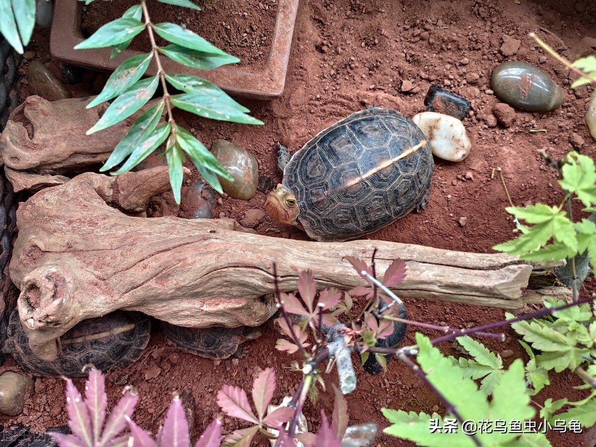 乌龟种类图片大全（18种常见的乌龟特点讲解）