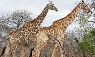 ​长颈鹿属于鹿类是否正确，像长颈鹿的怪兽？