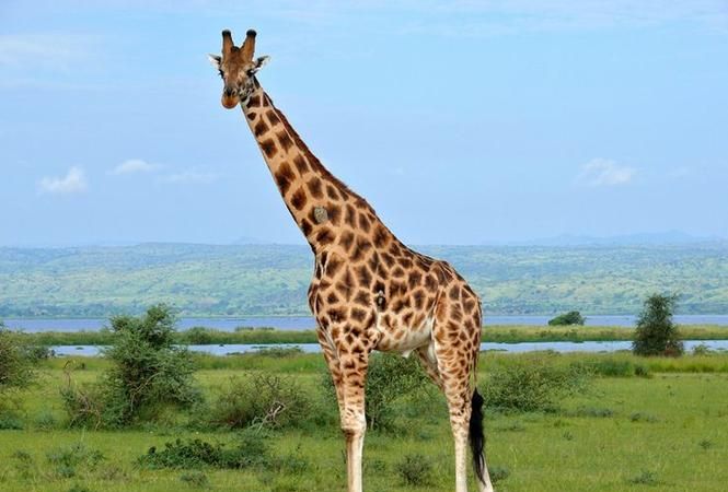 个子很高长角的动物，