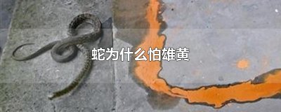 ​蛇为什么怕雄黄