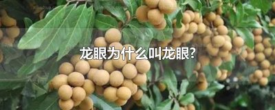 ​龙眼为什么叫龙眼?