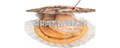 ​扇贝肉怎么处理干净