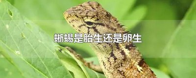 ​蜥蜴是胎生还是卵生