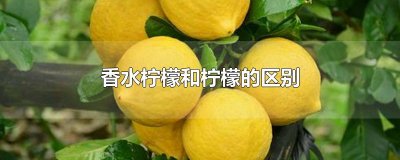 ​香水柠檬和柠檬的区别