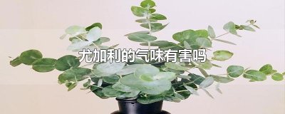 ​尤加利的气味有害吗