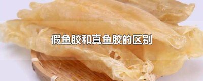 ​假鱼胶和真鱼胶的区别图 假鱼胶和真鱼胶的区别视频