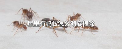 ​屋里有蚂蚁怎么彻底根除掉 屋里有蚂蚁怎么消除