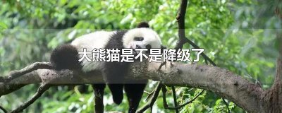​大熊猫是不是降级了