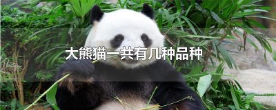 ​大熊猫一共有几种品种