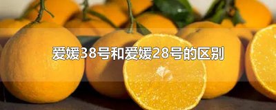 ​爱媛38号和爱媛28号的区别