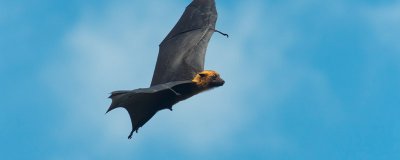 ​蝙蝠是兽类还是鸟类兽