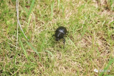 ​二级保护动物！北岸一热心群众捡到一只独角仙