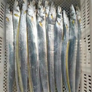 ​“带鱼”你吃对了吗？