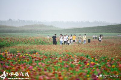​合肥：中秋小长假徜徉“四季花海”「组图」