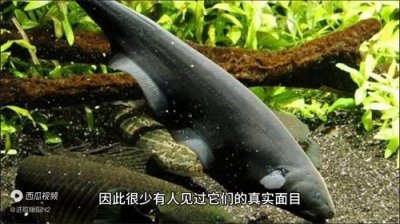 ​亚玛逊雨林深处的公牛真鲨