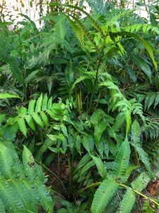 ​从山中来的野菜——水蕨菜