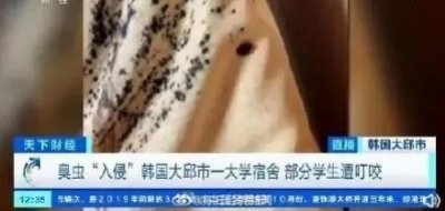​在欧洲、韩国疯狂蔓延！多国爆发床虱危机：以人类血液为食