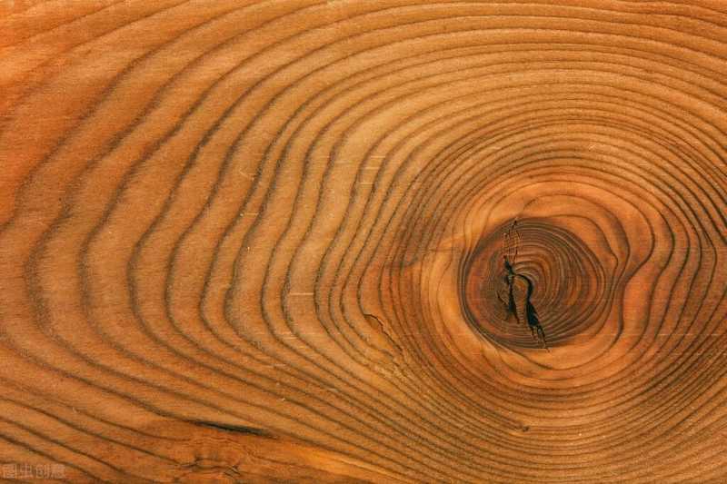 树的年轮(为什么树木会形成一圈一圈的年轮？)