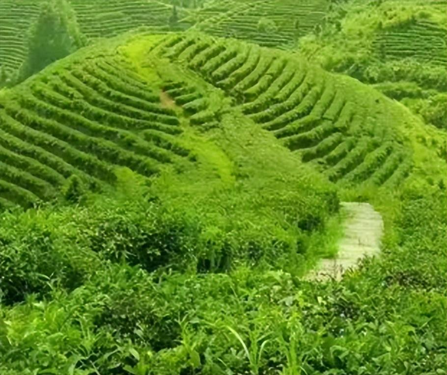 狗牯脑茶属于什么档次(狗牯脑茶属于什么茶)