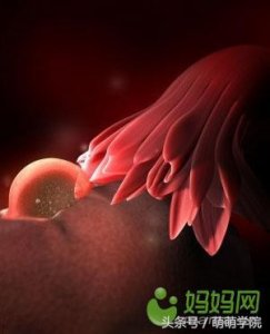 ​胎儿发育过程 全40周 每周发育3D图