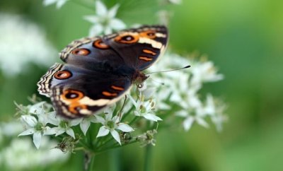 ​蝴蝶的寓意，民族纹样中蝴蝶的寓意是什么？