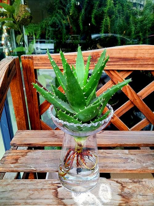 适合水培又好养的植物（这些植物都可水培）(4)