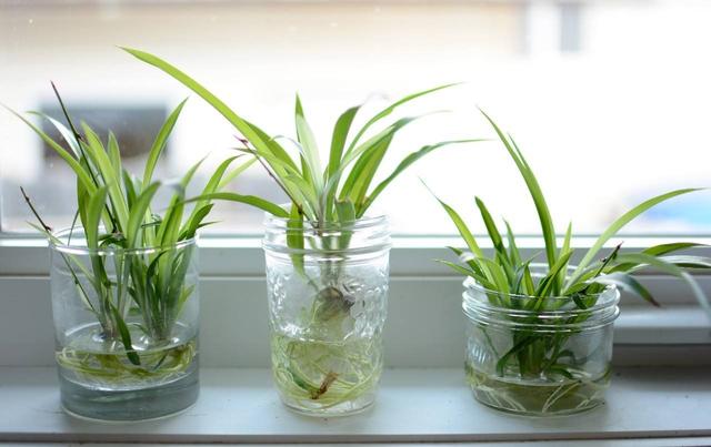 适合水培又好养的植物（这些植物都可水培）(2)