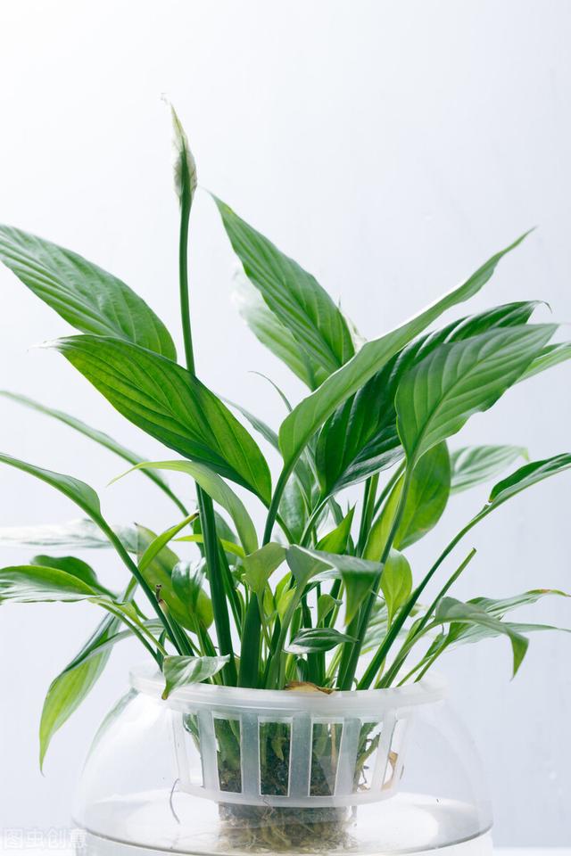 适合水培又好养的植物（这些植物都可水培）(11)