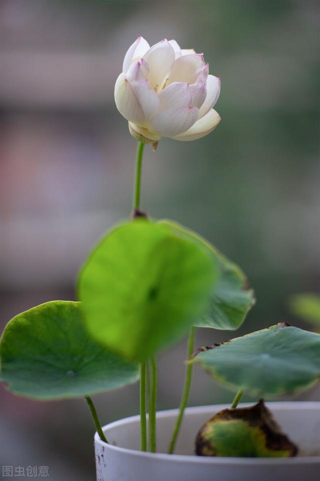适合水培又好养的植物（这些植物都可水培）(9)