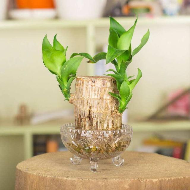 适合水培又好养的植物（这些植物都可水培）(7)